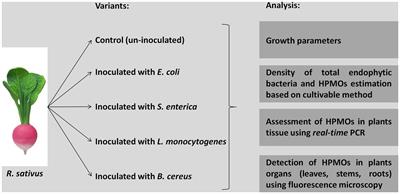 Colonization of Raphanus sativus by human pathogenic microorganisms